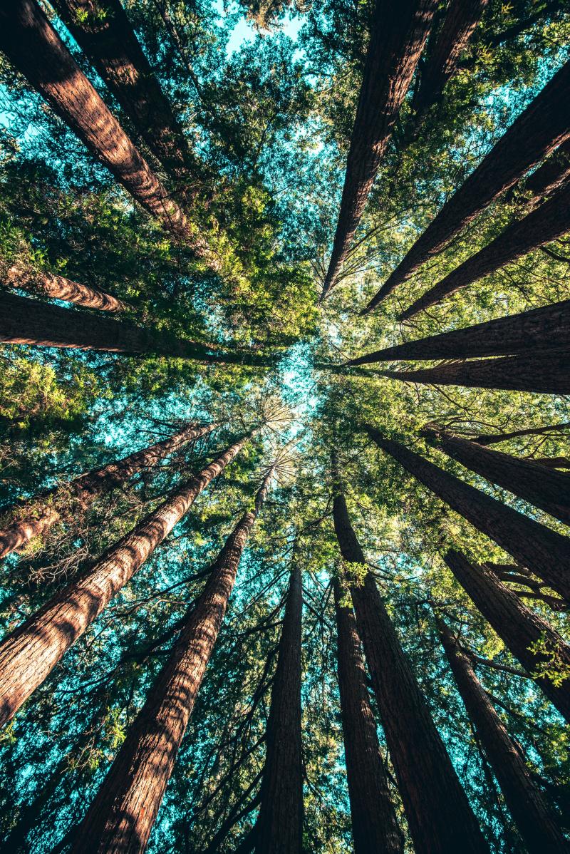 Serviços Ecossistêmicos: por que conservar a natureza também gera benefícios para as empresas